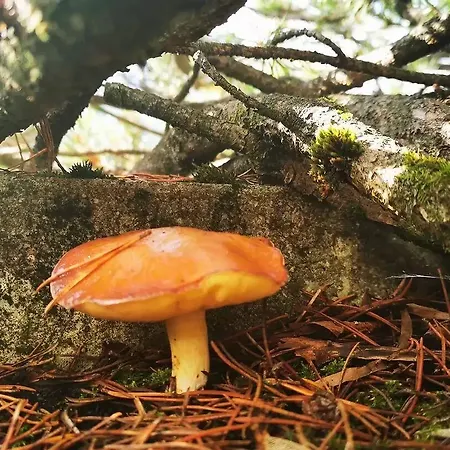 Hotel Ponyhof Fischbach (Kaiserslautern)